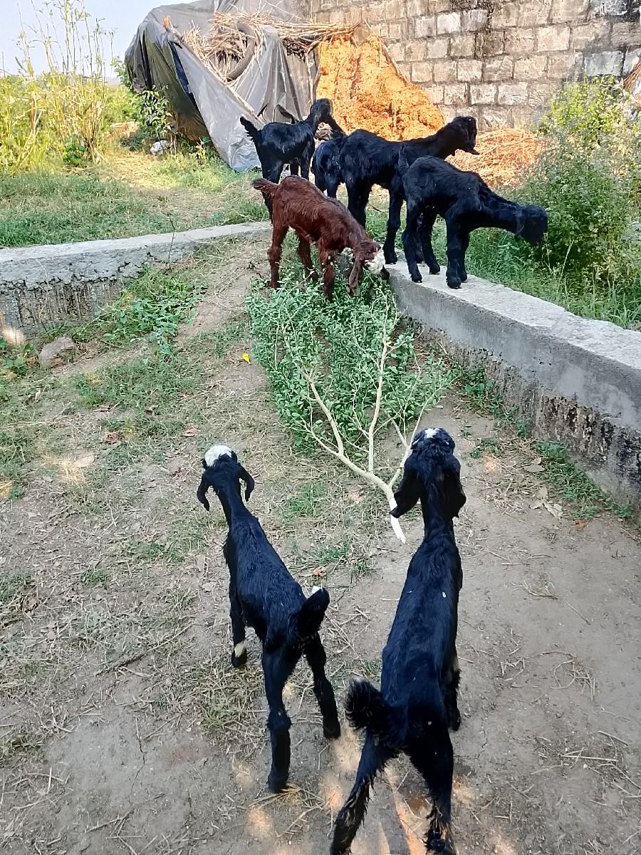 थंबनेल 3