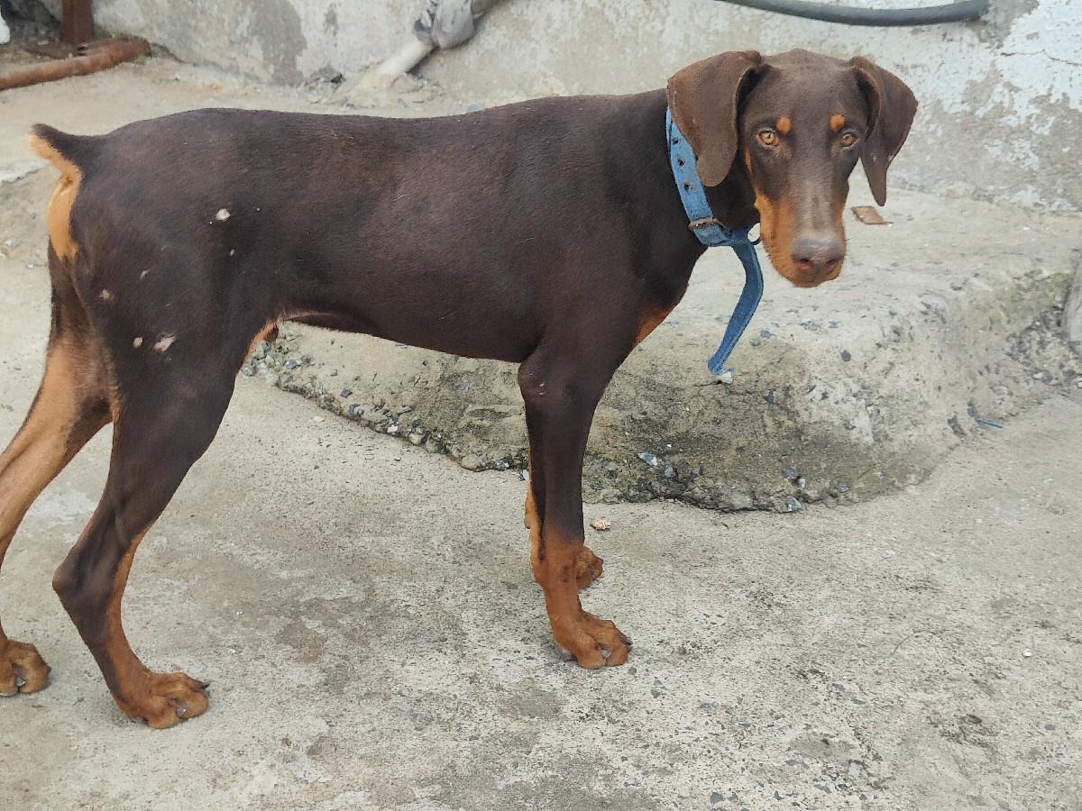 વેચવાનું