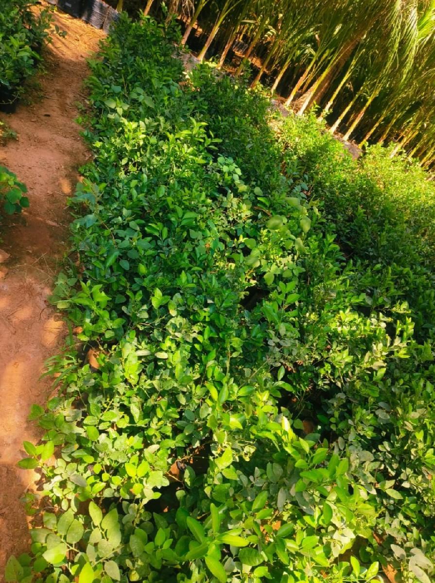 વેચવાનુ છે