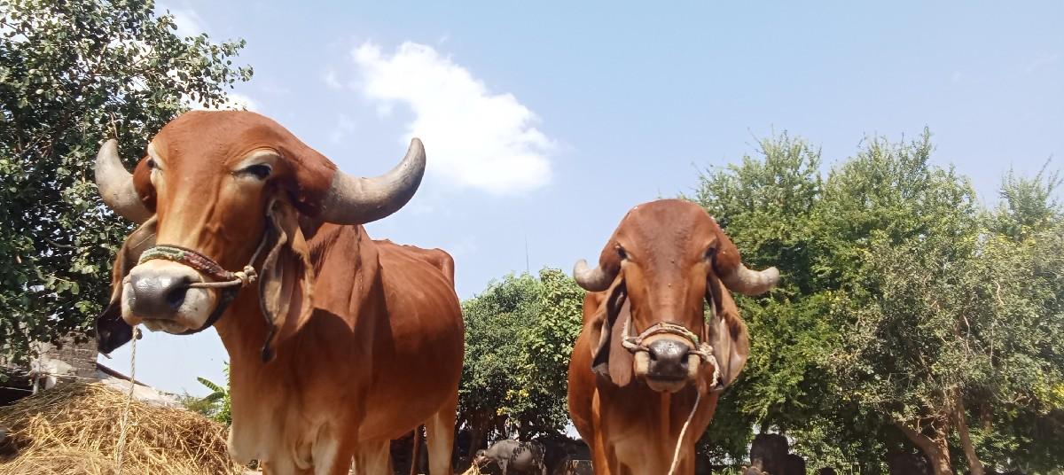 ગોધલા વેચવાના છે.