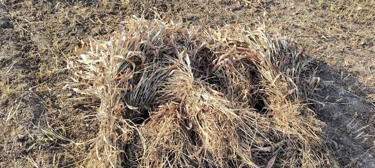 જુવારનો ચારો વેચવાનો છે