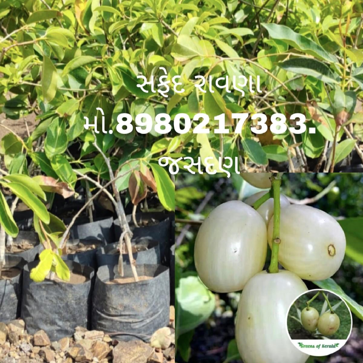 थंबनेल 6