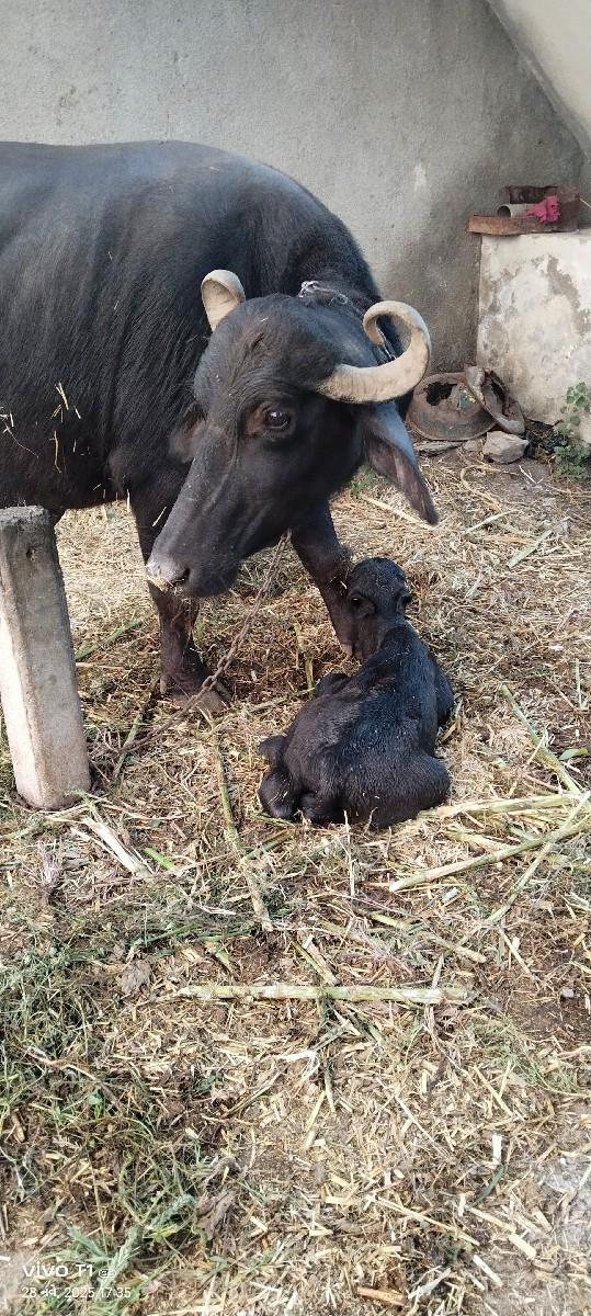 ભેંસ વેચવાની છે