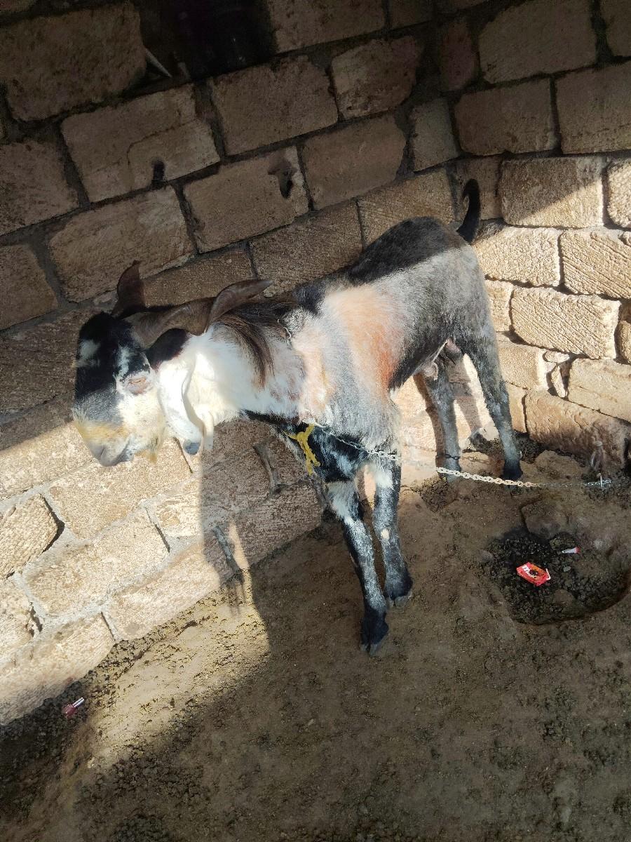 थंबनेल 2