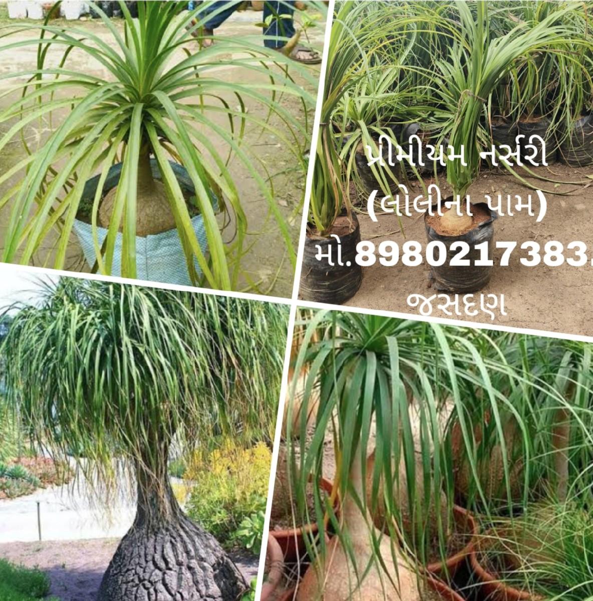 ટોટલ બાગાયતી રોપા કલમી ખાતરી પૂર્વ