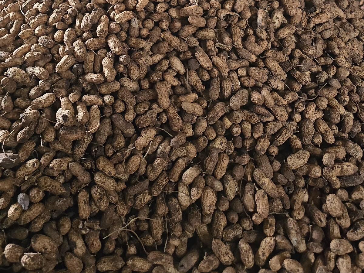 જી-20 માંડવી