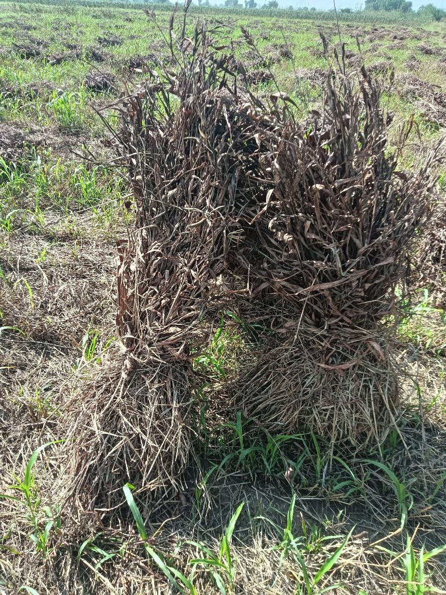 suki kadab , vechavani se