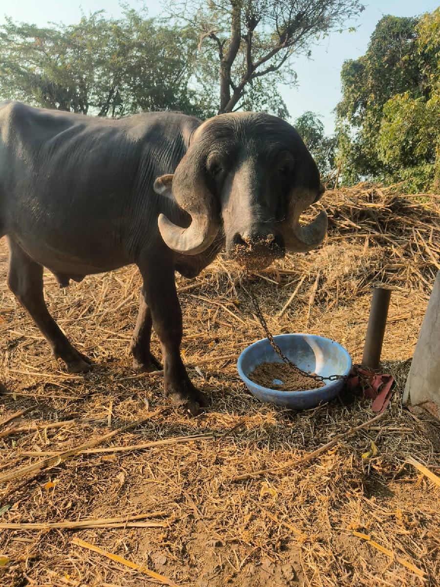 પાડો વેચવાનો સે