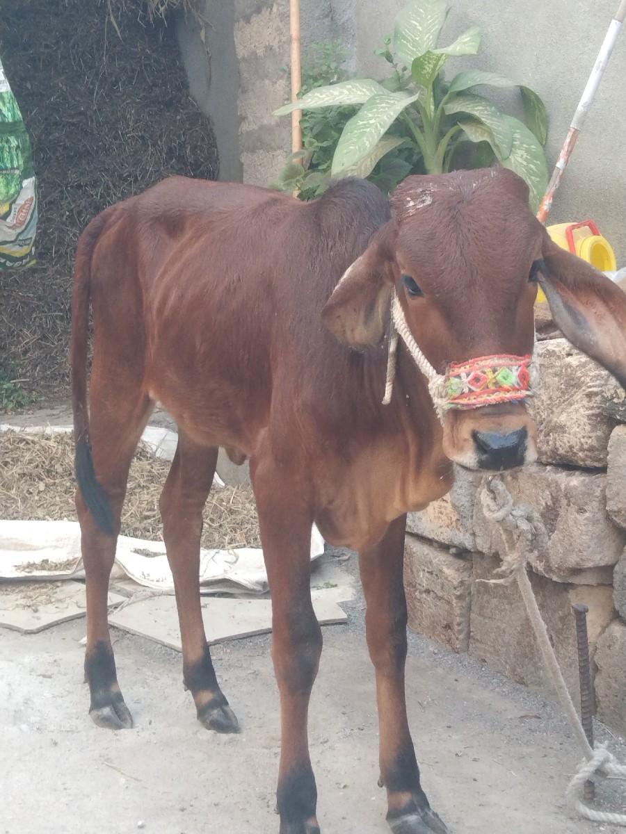 થંબનેલ 3