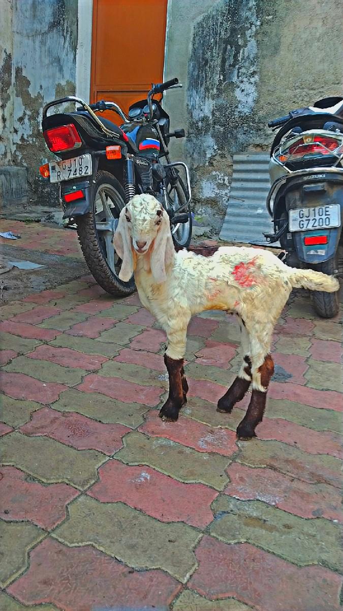 હૈદરાબાદી નસલનો બકરો વેચવાનો  છે