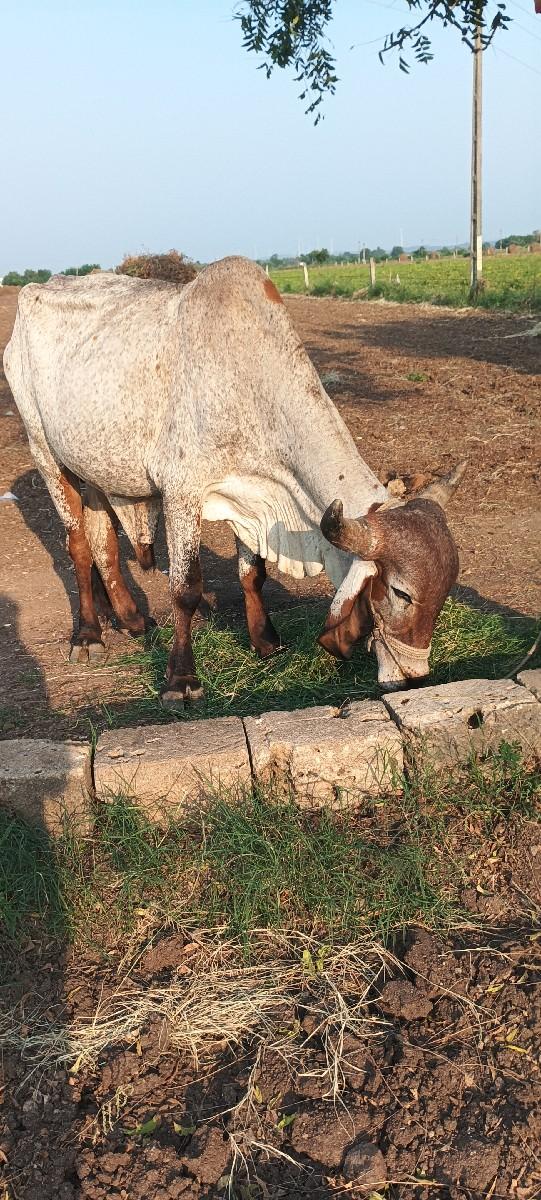 બળદ વેચવાના છે