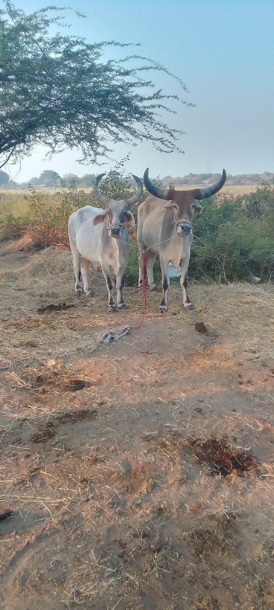 थंबनेल 3