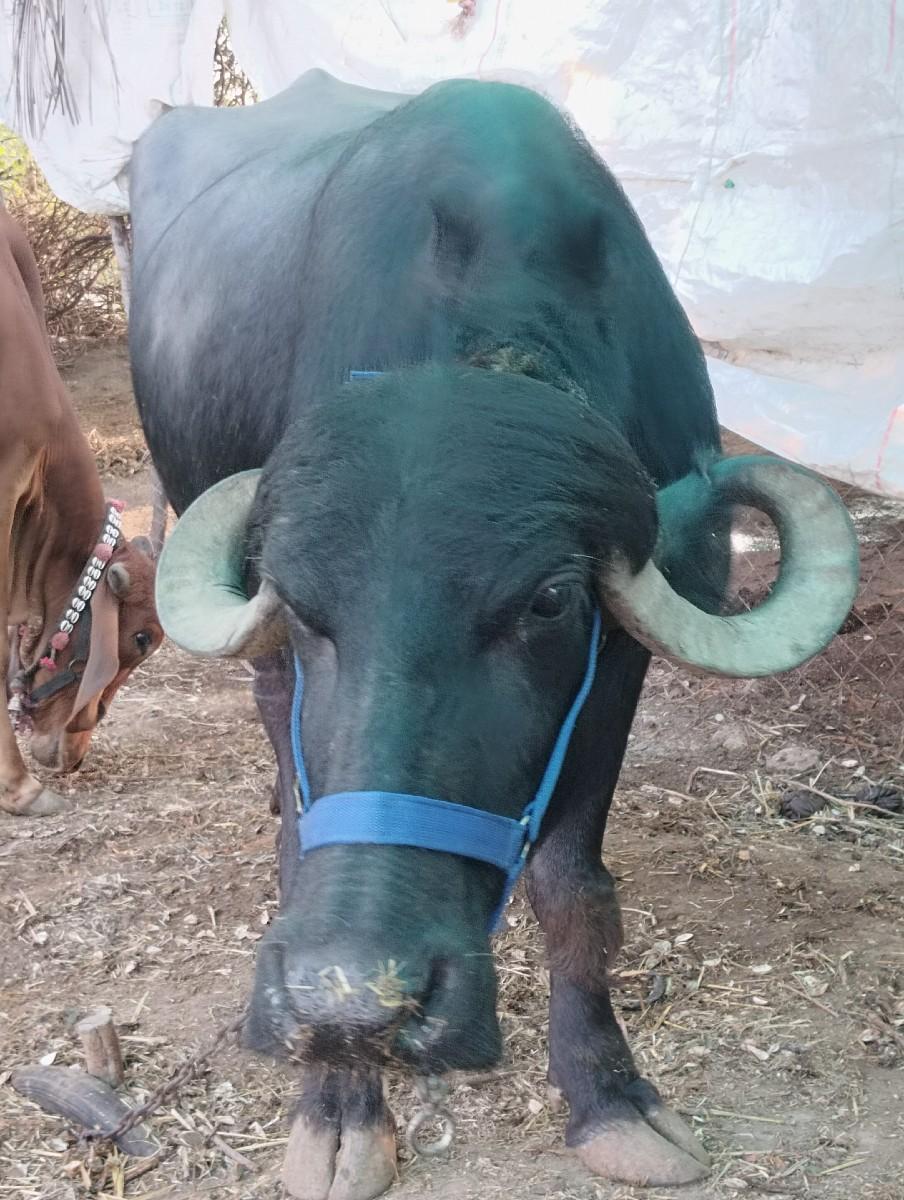 ભેંસ વેચવાની છે