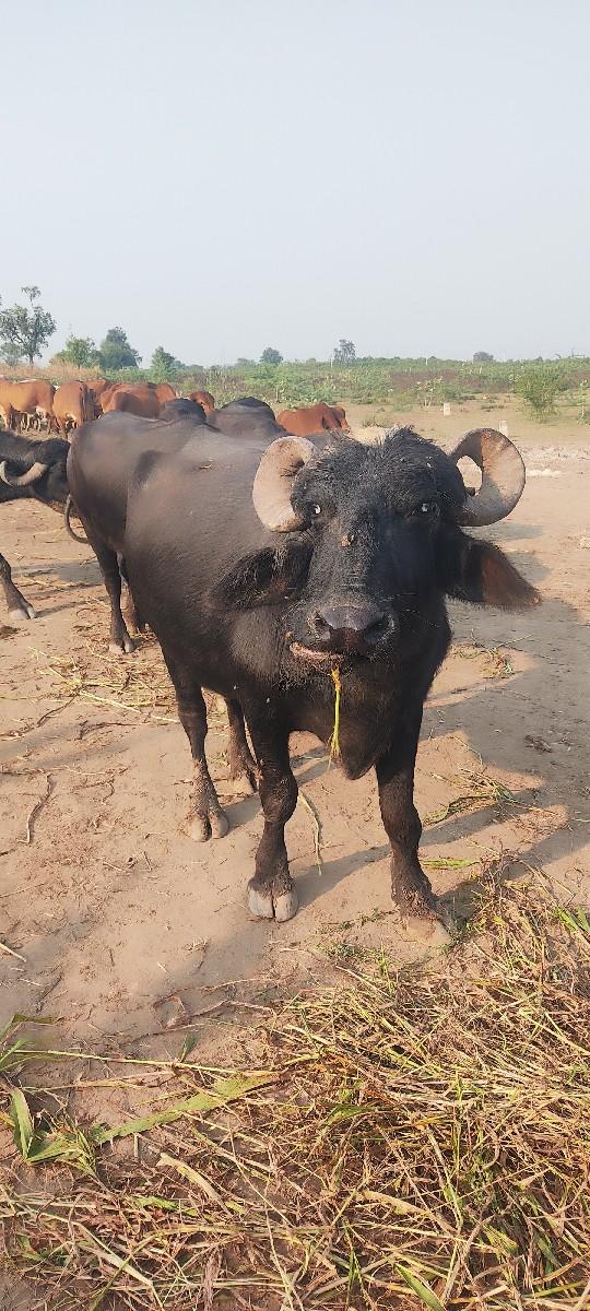 થંબનેલ 2