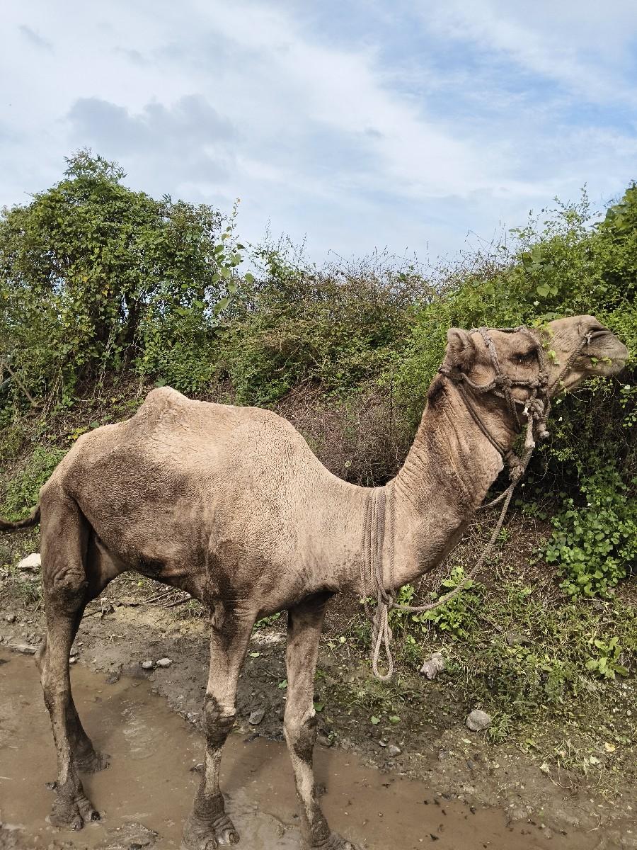 થંબનેલ 2