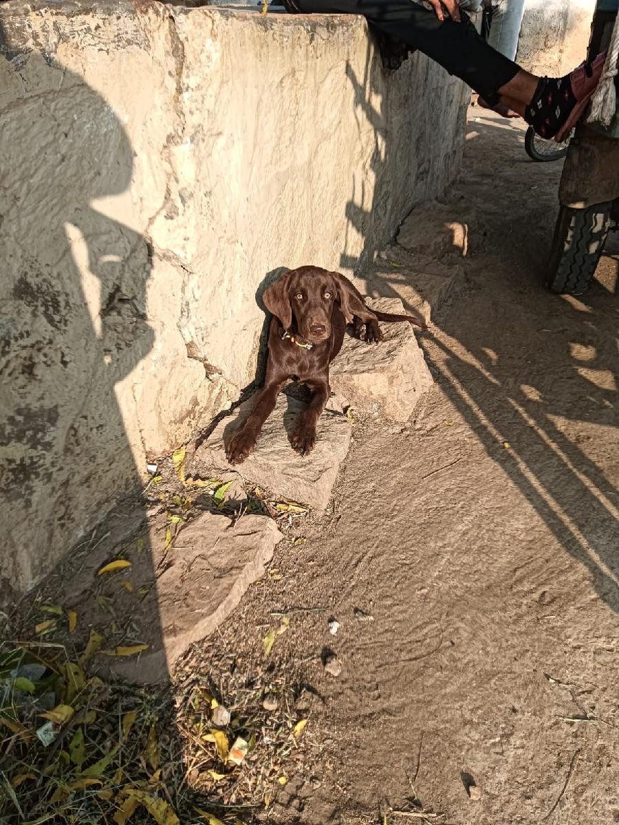 લેબરા ફીમેલ 6 મહીના