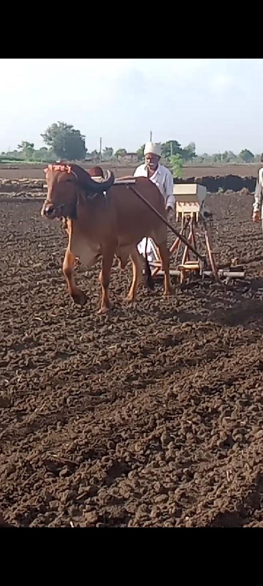 થંબનેલ 2