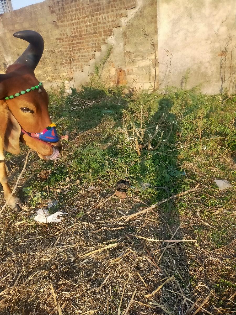 થંબનેલ 2