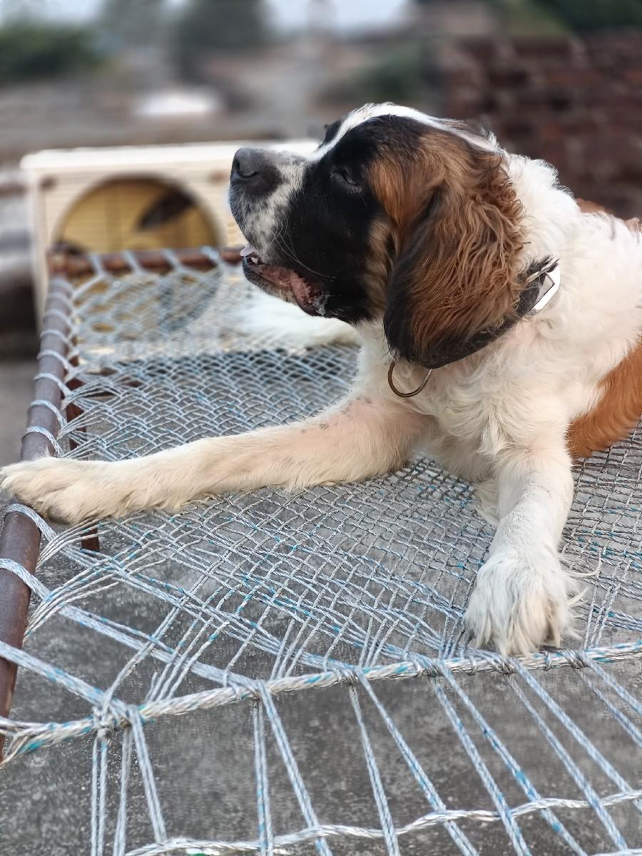 sent barnad (સેન્ટ બર્નાડ)