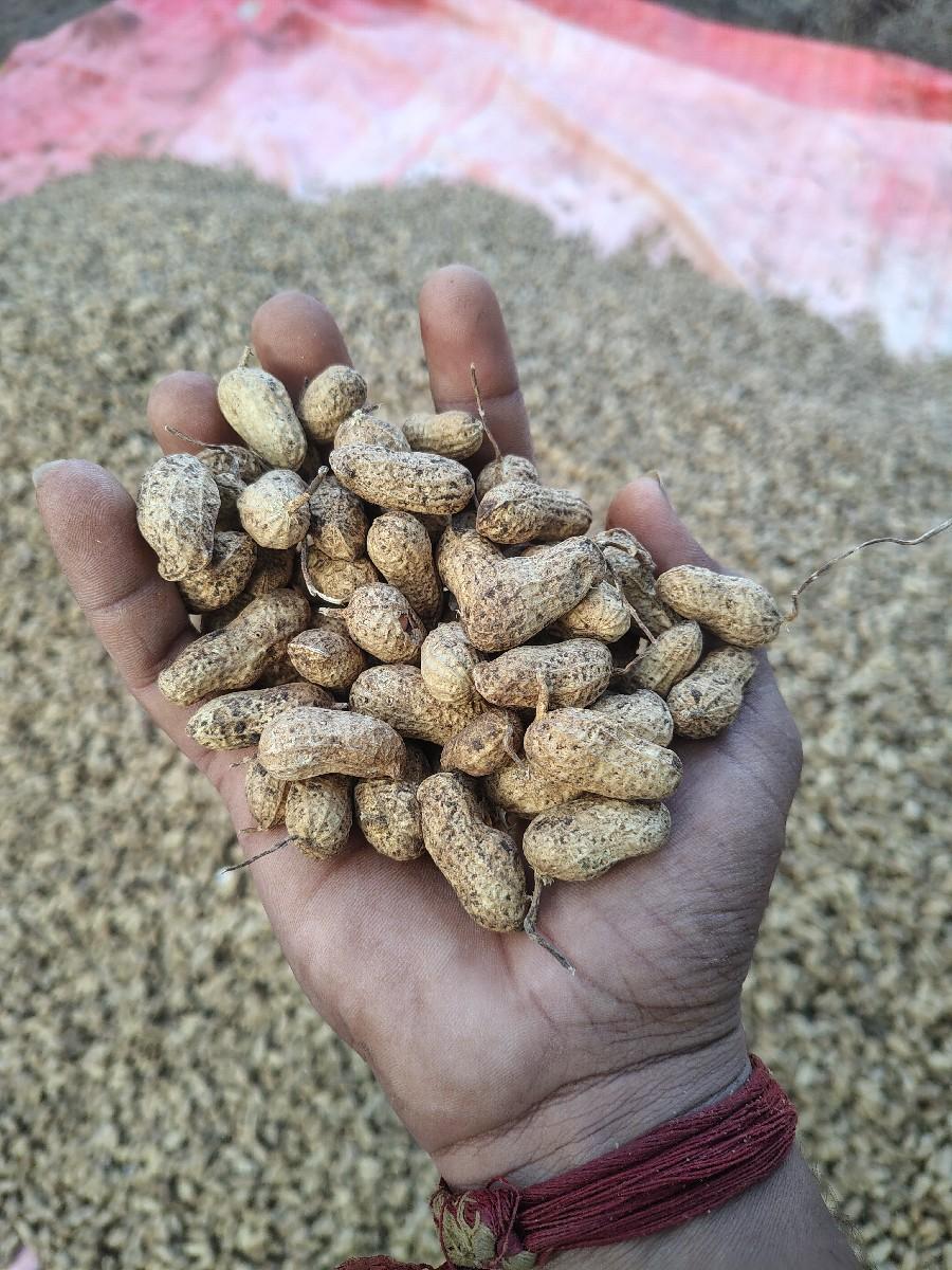 G20 મગફળી બિયારણ