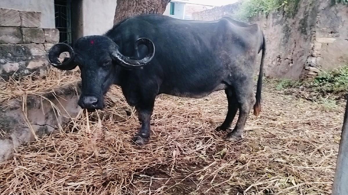 જાફરાબાદી ભેંસ વેચવાની છે