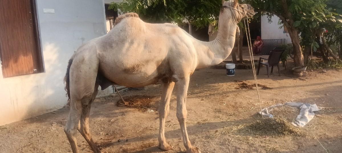 ઊંટ વેચવાનો છે