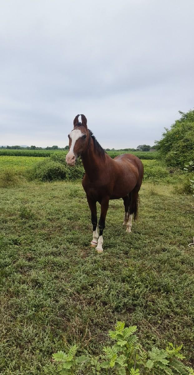 ઘોડી વેસવા ની છે