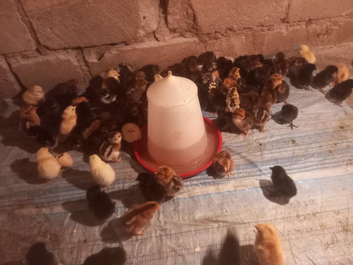 દેશી.ઈડા.