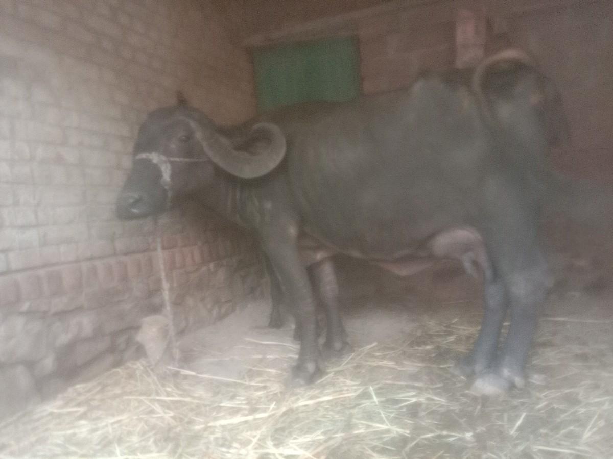 ભેંસ વેચવાની છે સાટુ કરવાનું છે