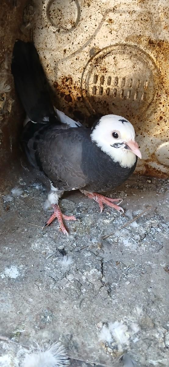 थंबनेल 2