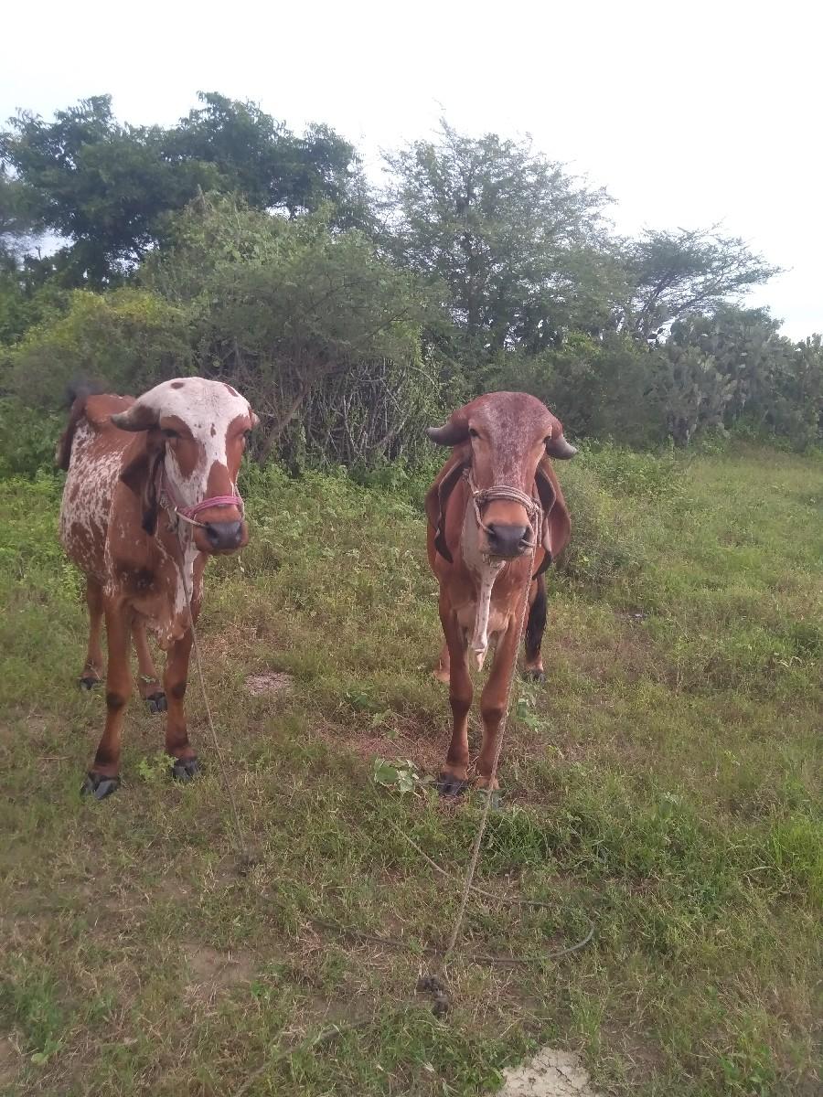 थंबनेल 2