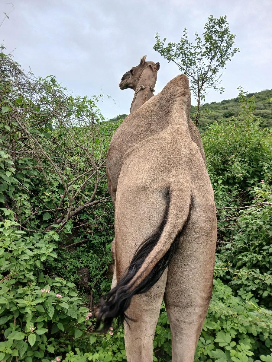 ઊટ વેચવા નો છે