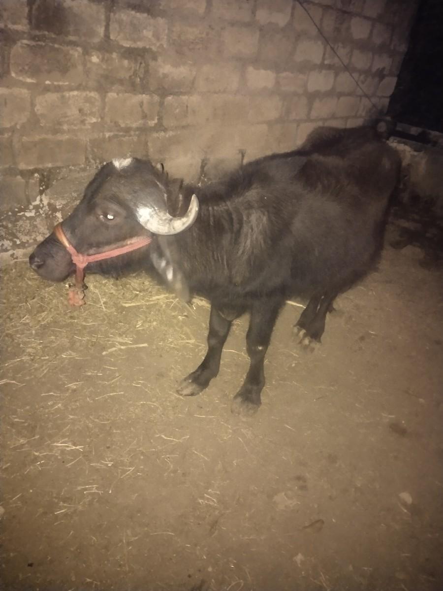 અઢી વર્ષ ની