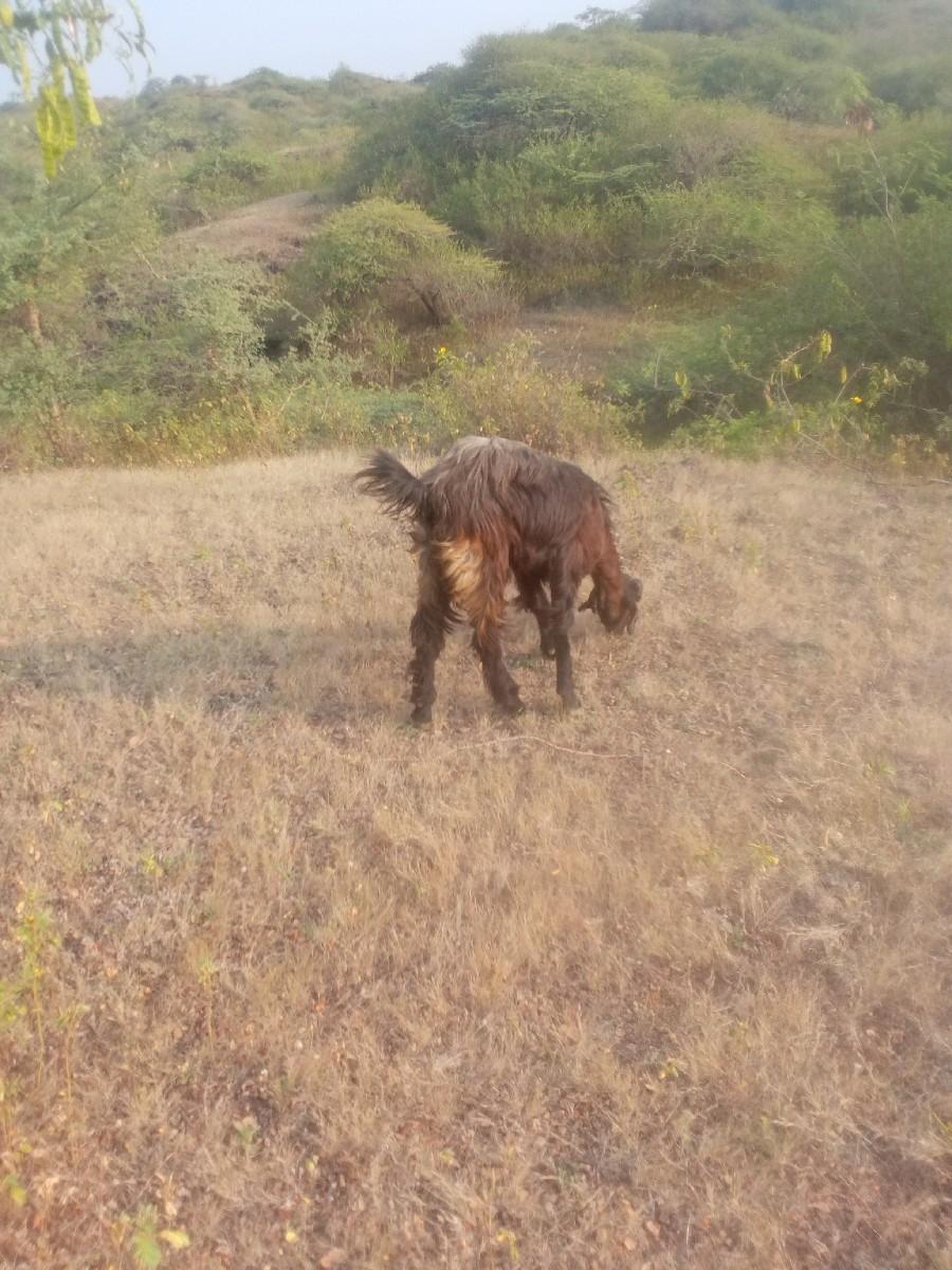 બકરીવશવાનીછે