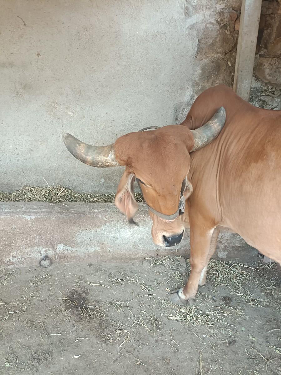 थंबनेल 2