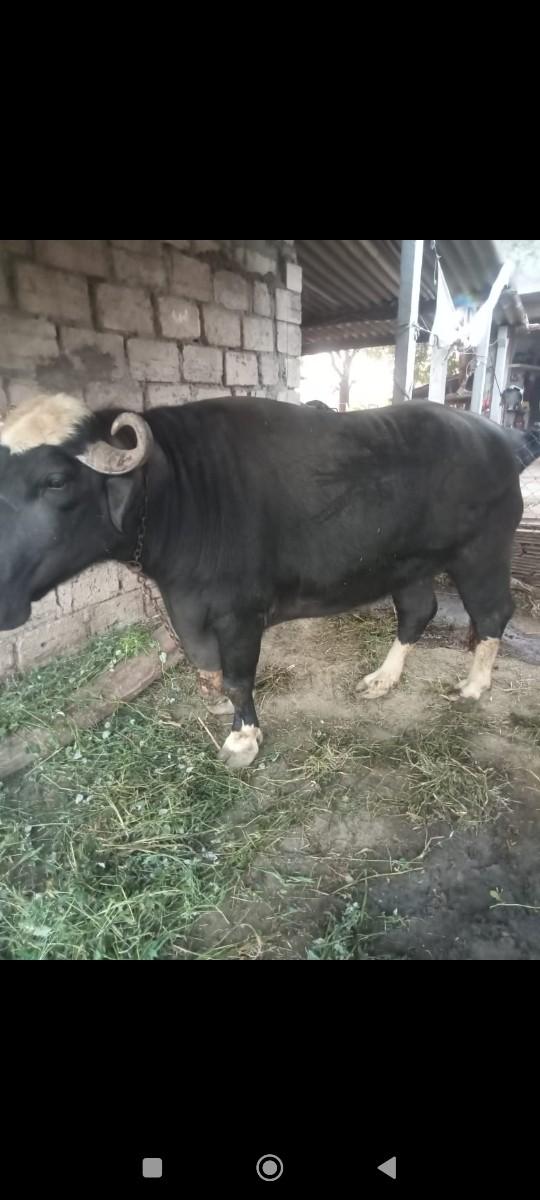 થંબનેલ 2