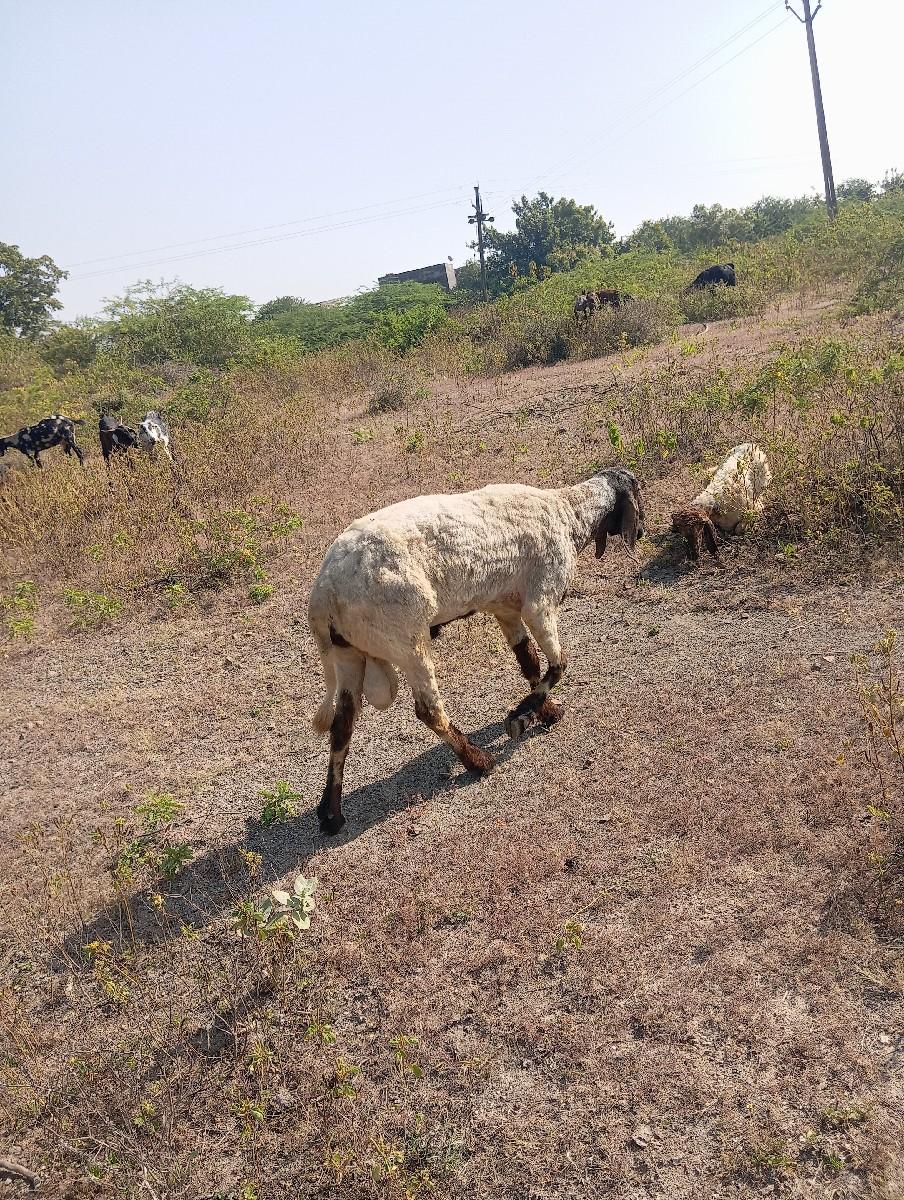 ઘેટો વેસવા નો