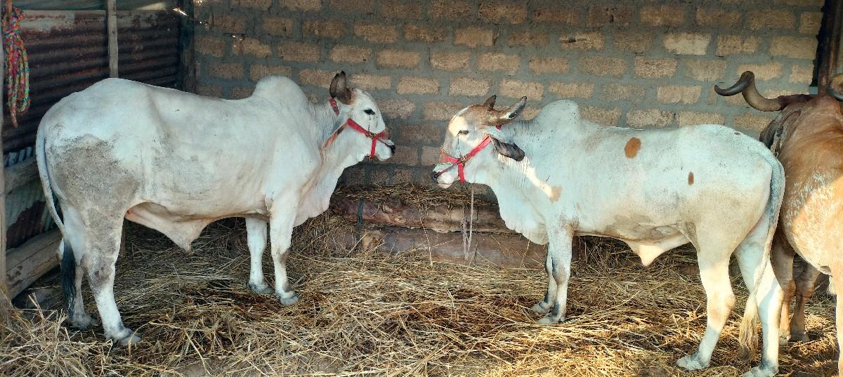 થંબનેલ 3