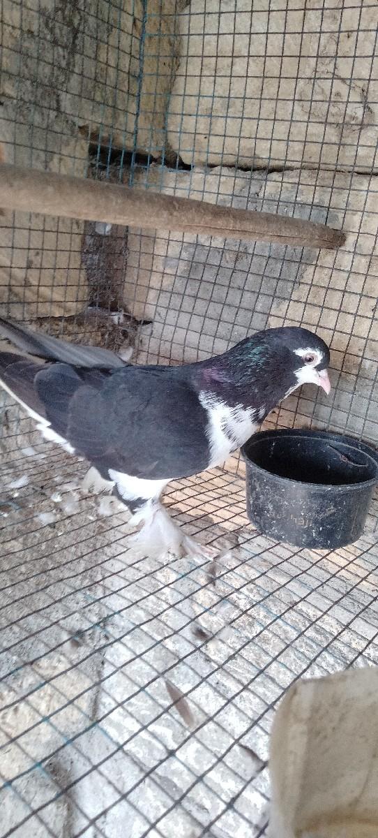 થંબનેલ 3