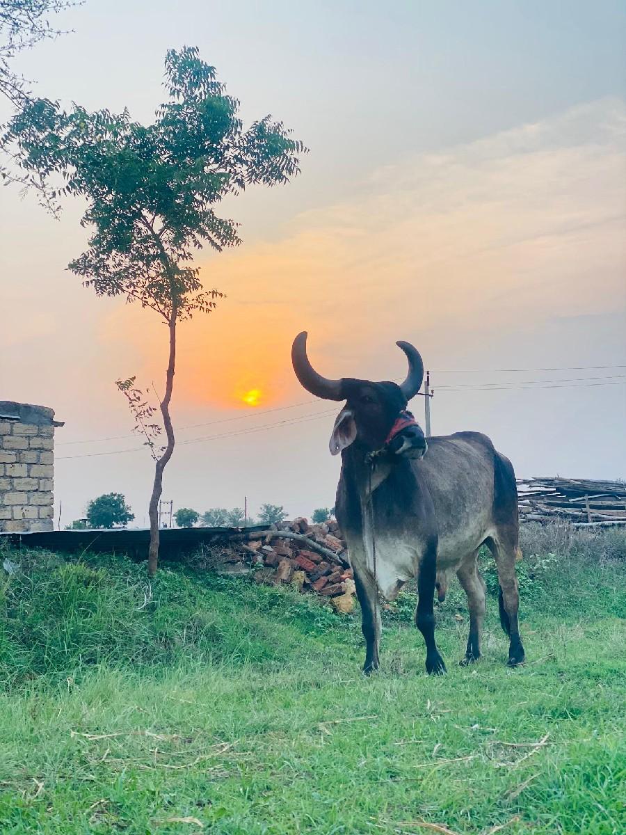 થંબનેલ 2