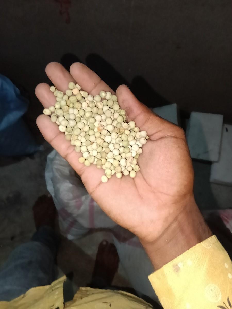 વટાણા નું બીયારણ વેચવાનું છે