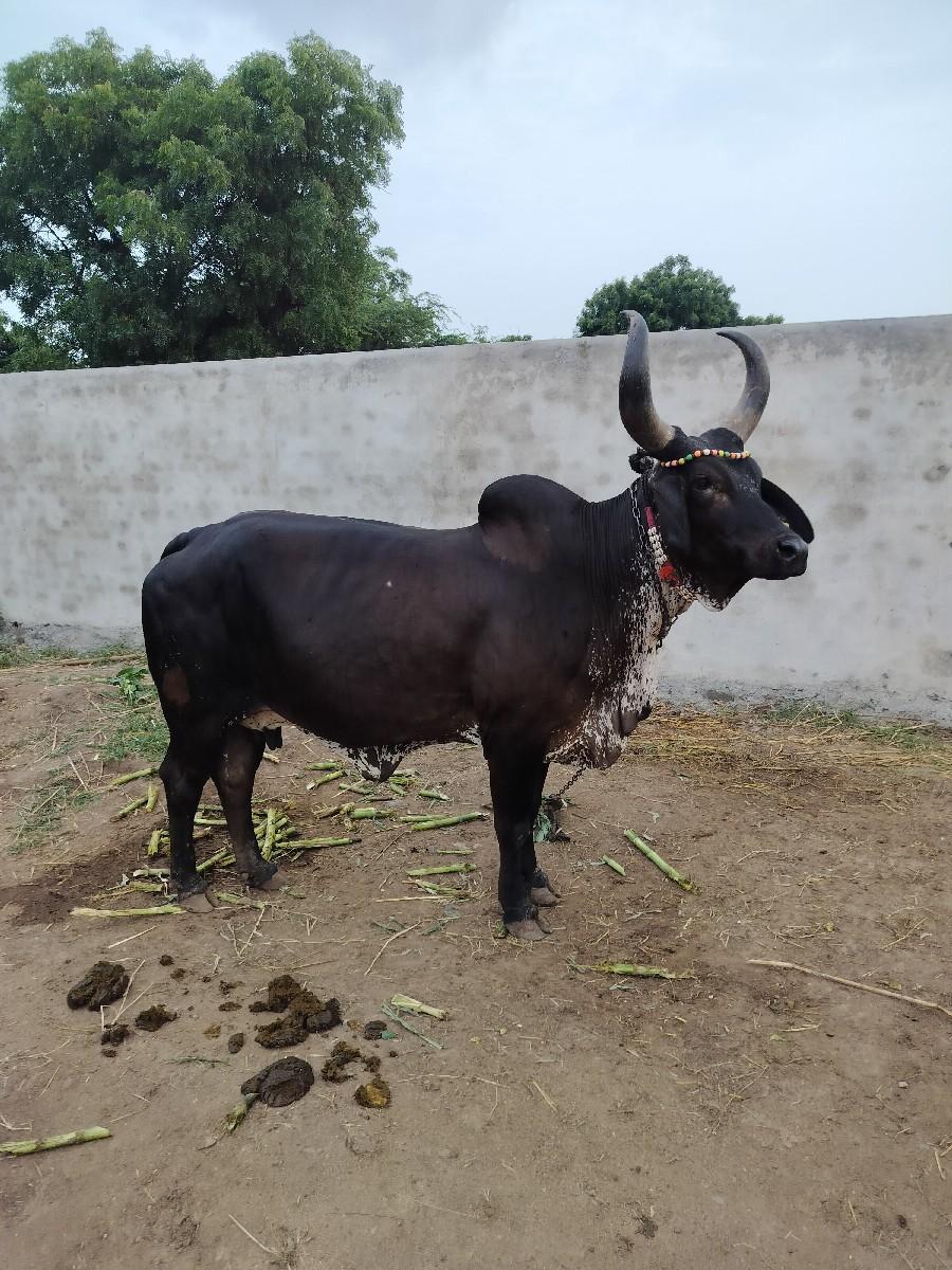 ગાય વેચવાની