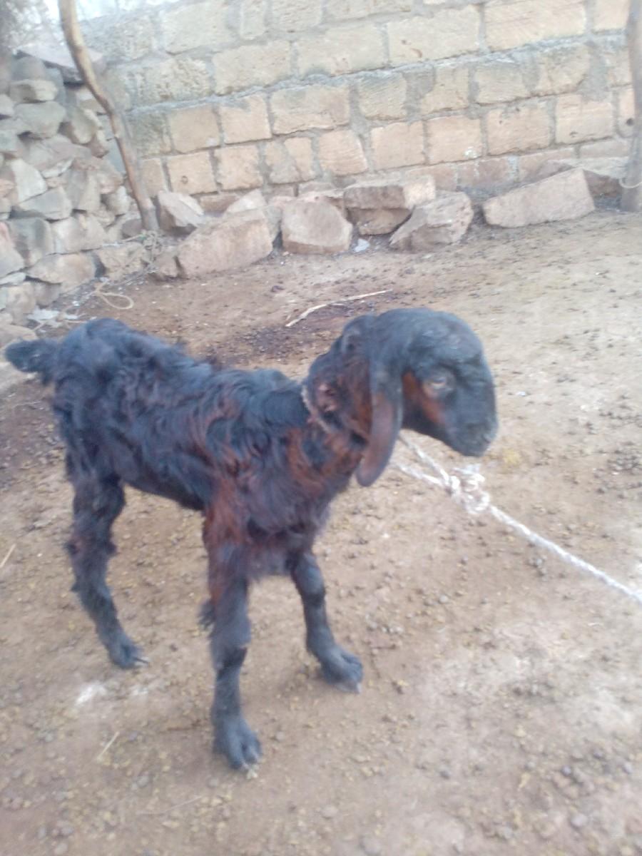 थंबनेल 3