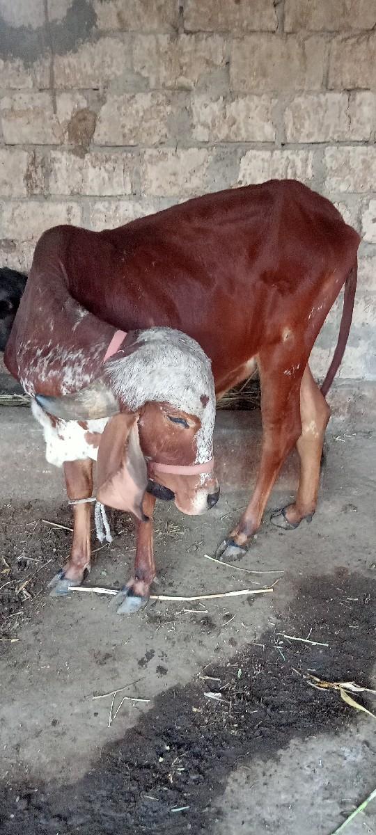 ગાય વેચવાની છે