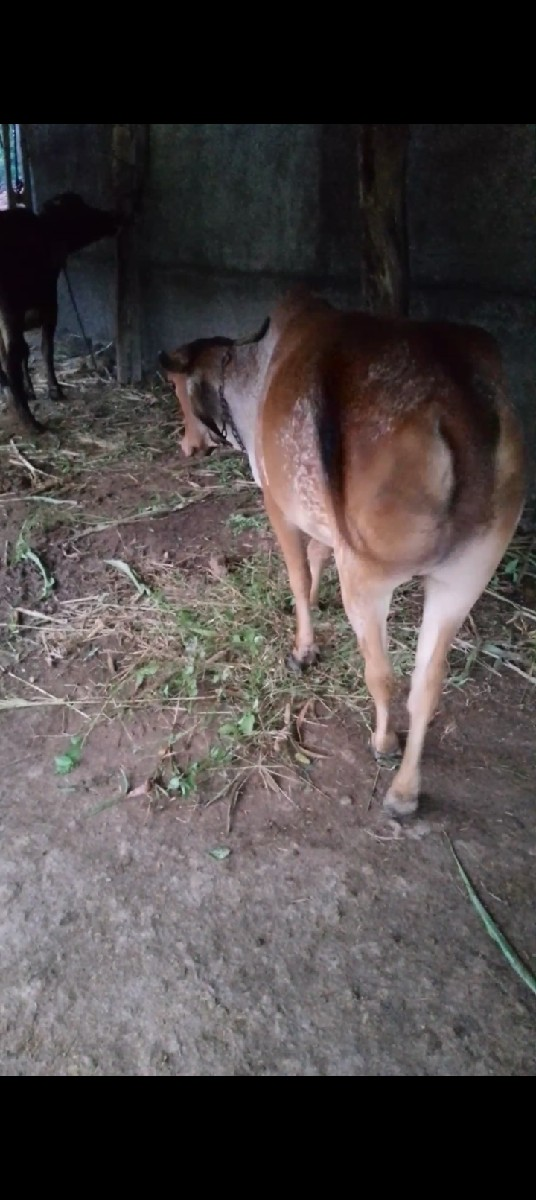 ગાયુ વેચવાની છે