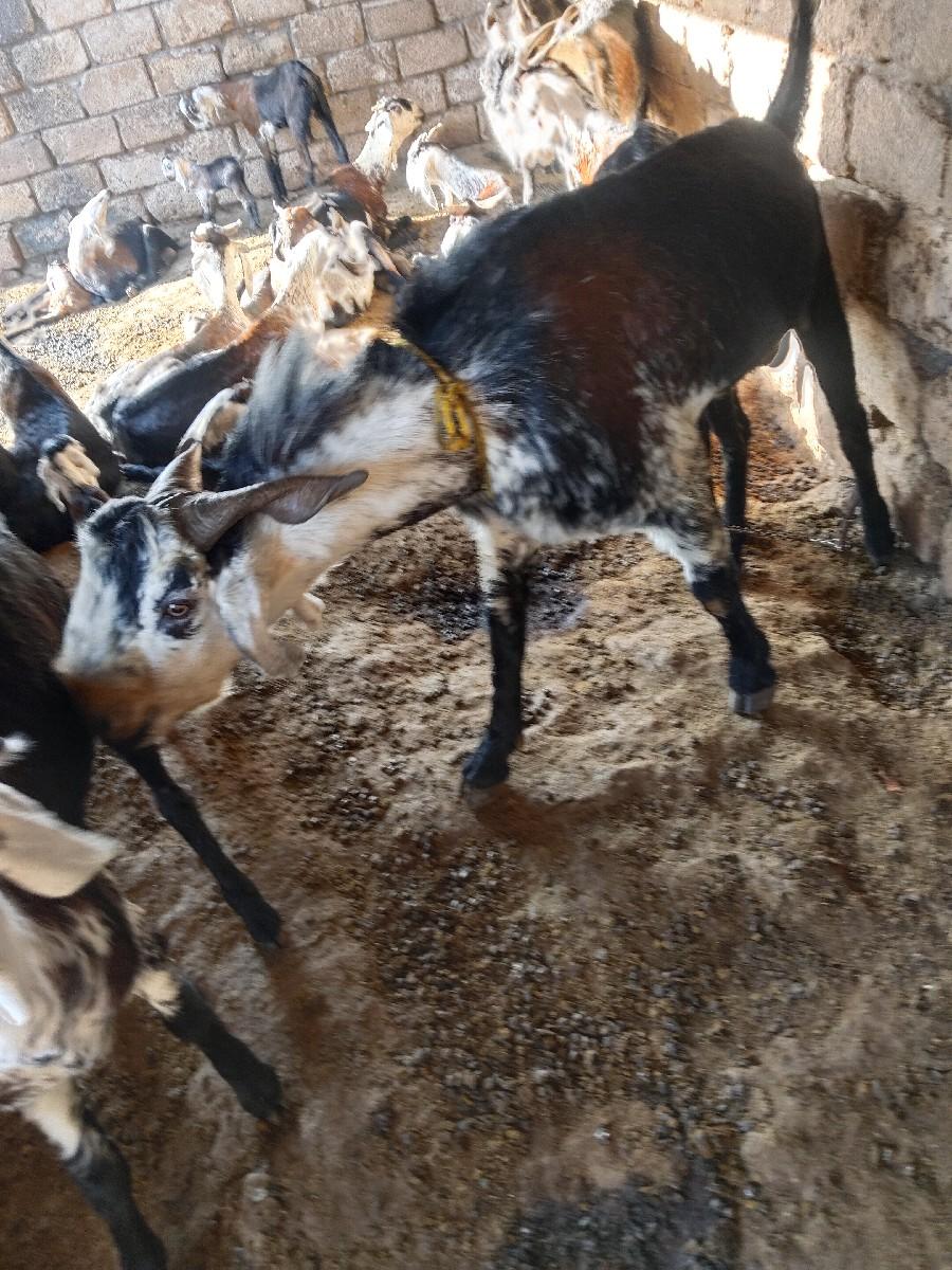 थंबनेल 3