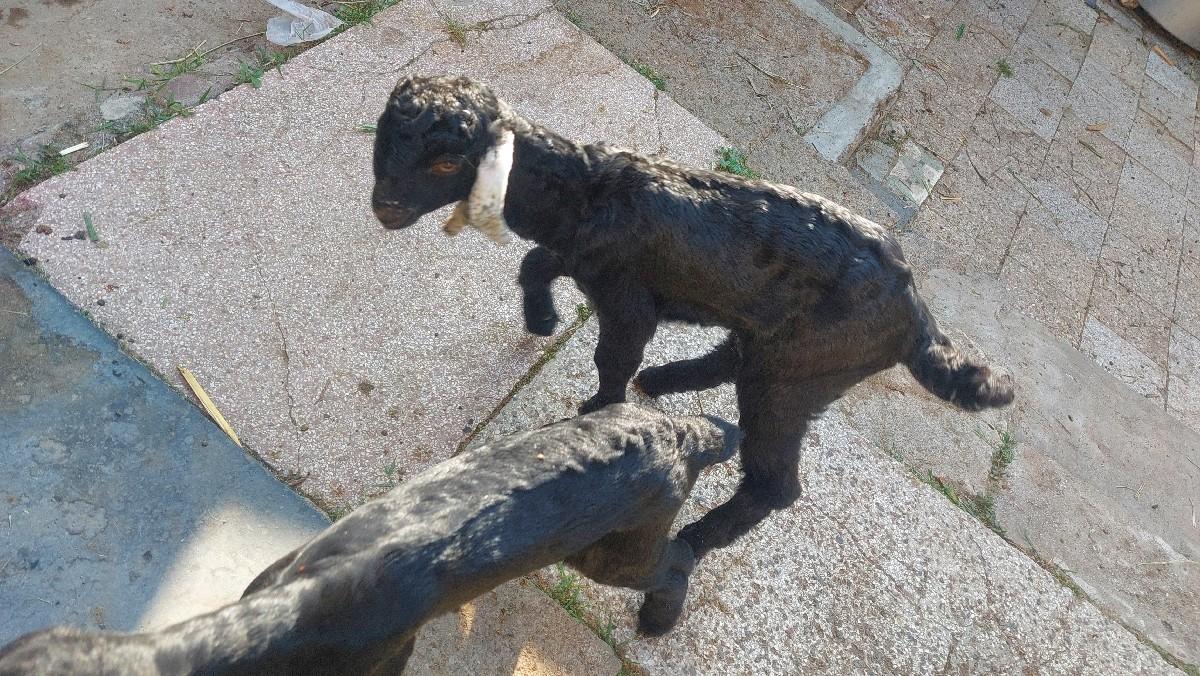 થંબનેલ 3