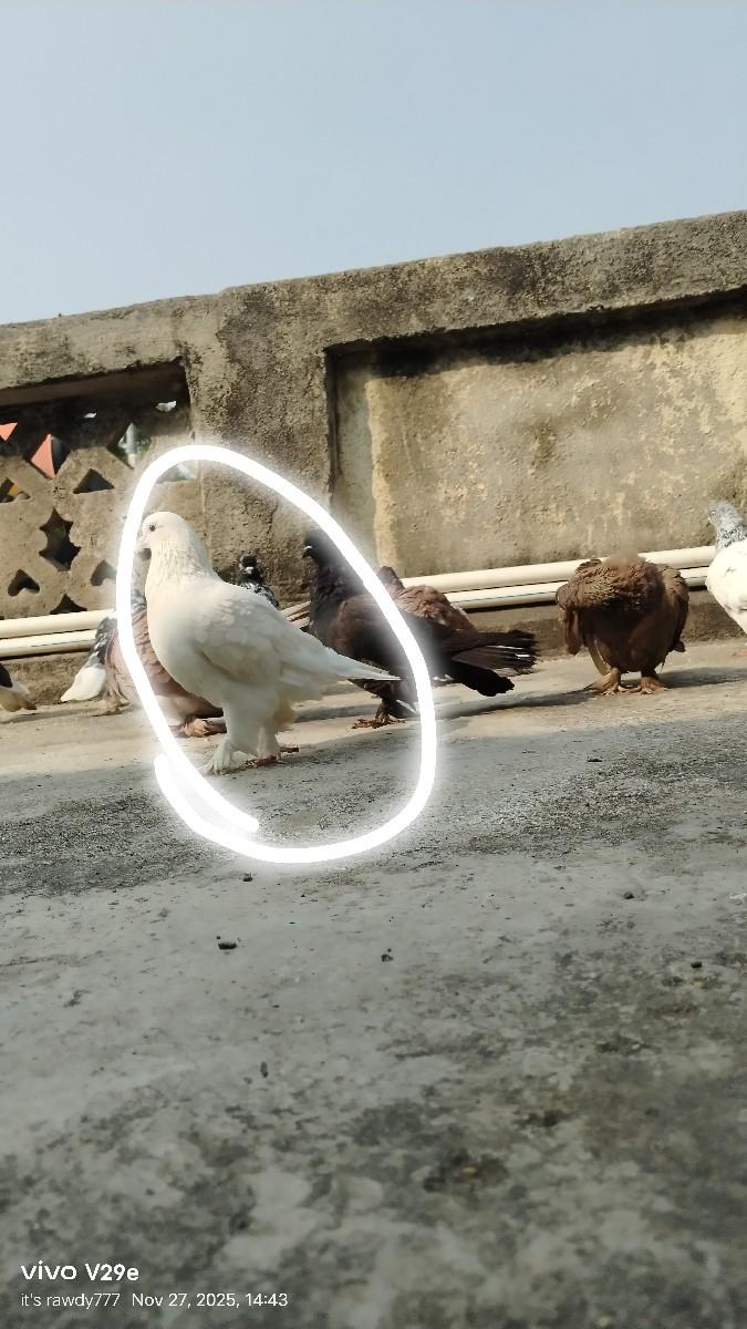 થંબનેલ 2