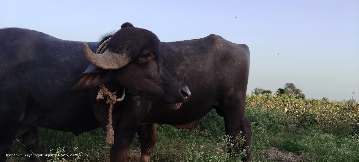 પાડો વેચવો છે