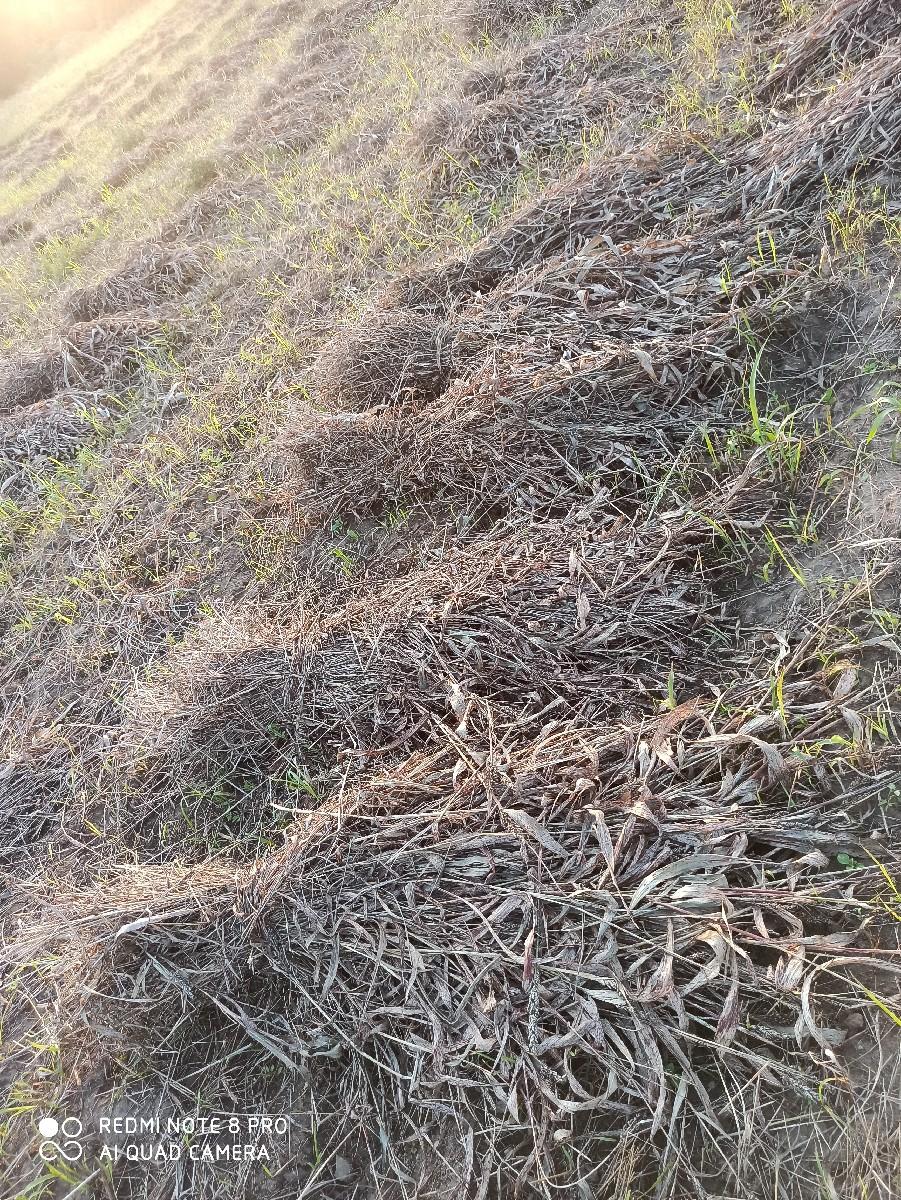 juvar na  pura vechva na che